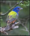 _B211152 painted bunting